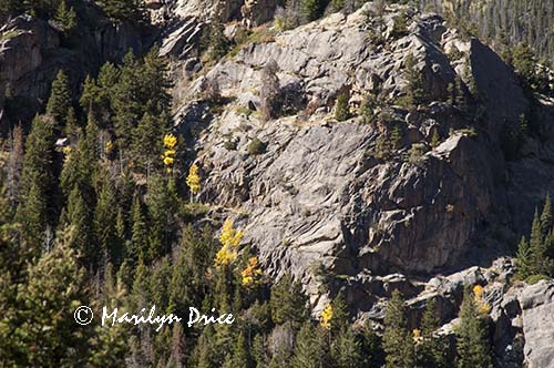 A line of autumn aspen, Fern Falls Trail, Rocky Mountain National Park, CO