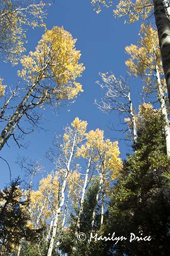 Aspen against the blue sky