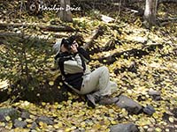 Marilyn shoots aspens against the blue sky, Fern Falls Trail, Rocky Mountain National Park, CO