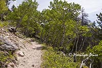 Aspen along Bierstadt Trail, Rocky Mountain National Park, CO