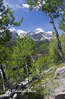 Aspen and mountains, Bierstadt Trail, Rocky Mountain National Park, CO