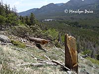 Sprague Lake with a windfall tree, Bierstadt Trail, Rocky Mountain National Park, CO