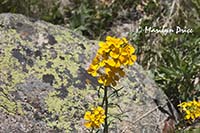 Western wallflower (Erysimum asperum) and lichen covered rock