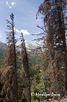 Mountains from Bierstadt Trail, Rocky Mountain National Park, CO