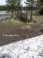 Carl's hiking poles in the snow at Bierstadt Lake, Rocky Mountain National Park, CO