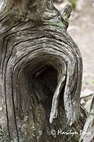 Patterns in a dead pine stump roots