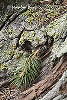 Patterns in a dead pine stump roots