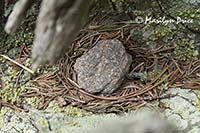 Rock and pine and spruce needles