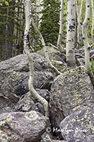 Stubborn aspen grow among the rocks, Rocky Mountain National Park, CO