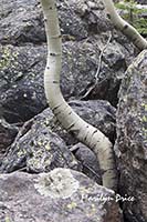 Stubborn aspen grow among the rocks, Rocky Mountain National Park, CO