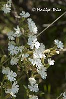 Field mouse-ear (Cerastium arvense)