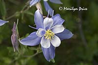 Colorado Columbine (Aquilegia coerulea)