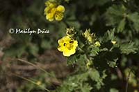 Beautiful Cinquefoil (Potentilla pulcherrima)