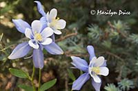 Colorado Columbine (Aquilegia coerulea)