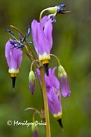 Shooting Star (Dodecatheon pulchellum)