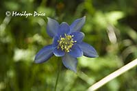 Spurless Columbine (Aquilegia coerulea daileyae)