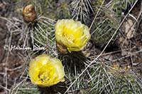 Prickly Pear Cactus (Opuntia macrorhiza)