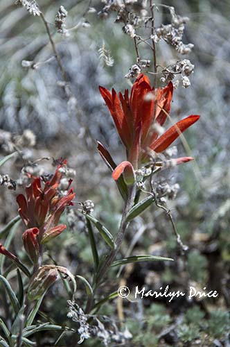 Orange Paintbrush (Castilleja integra)