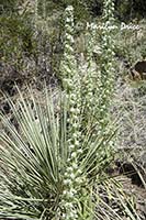 Miner's Candle (Cryptantha (Oreocarya) virgata)