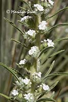 Miner's Candle (Cryptantha (Oreocarya) virgata)