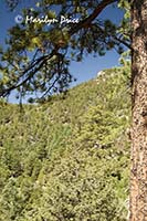 View from the trail, Raven's Roost Trail, Reynolds Park, CO