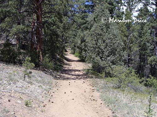 Finally heading downhill, Raven's Roost Trail, Reynolds Park, CO