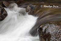 Cascades on the North St. Vrain Creek,Wild Basin Trail, Rocky Mountain National Park, CO