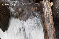 Cascades on the North St. Vrain Creek,Wild Basin Trail, Rocky Mountain National Park, CO