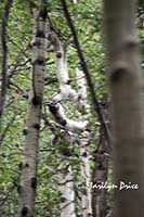 An aspen tree forms an 'O', Wild Basin Trail, Rocky Mountain National Park, CO