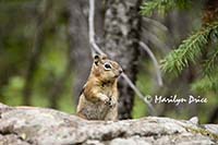 A friendly chipmunk poses for the camera, Wild Basin Trail, Rocky Mountain National Park, CO