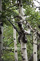 An aspen tree forms an 'O', Wild Basin Trail, Rocky Mountain National Park, CO