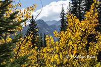 Aspen and mountains, Emerald Lake Trail, Rocky Mountain National Park, CO