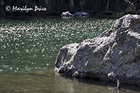 Sun sparkles on Dream Lake, Emerald Lake Trail, Rocky Mountain National Park, CO