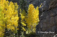 Aspen, Emerald Lake Trail, Rocky Mountain National Park, CO