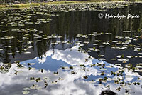 Waterlilies and reflections, Nymph Lake, Emerald Lake Trail, Rocky Mountain National Park, CO