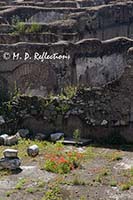 Poppies grow in what's left of Trajan's Market, Rome, Italy