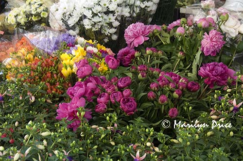 Flower vendor, Rome, Italy