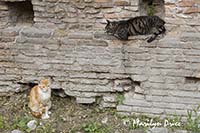 Cat Sanctuary, Area Sacra dell'Argentina, Rome, Italy