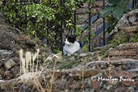 Cat Sanctuary, Area Sacra dell'Argentina, Rome, Italy