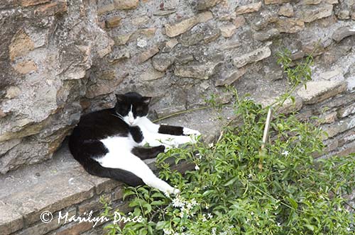 Cat Sanctuary, Area Sacra dell'Argentina, Rome, Italy