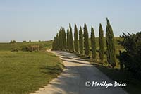 Looking down Il Rigo's driveway, Tuscany, Italy