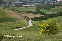 Broom and the road to San Quirico, Tuscany, Italy