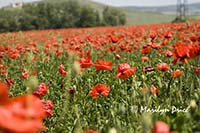 Field of poppies, Tuscany, Italy