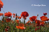 Field of poppies, Tuscany, Italy