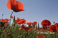 Field of poppies, Tuscany, Italy