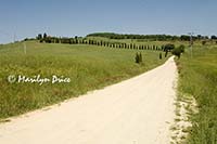 Cypress lined driveway near Pienza, Tuscany, Italy