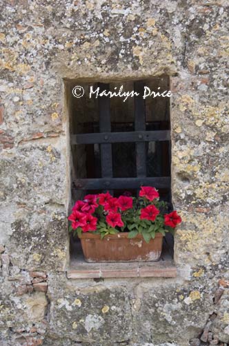 Window and petunias, Monticchiello, Tuscany, Italy