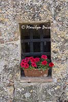 Window and petunias, Monticchiello, Tuscany, Italy