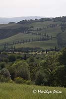 Cypress lined road near La Foce, Tuscany, Italy