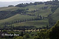 Cypress lined road near La Foce, Tuscany, Italy